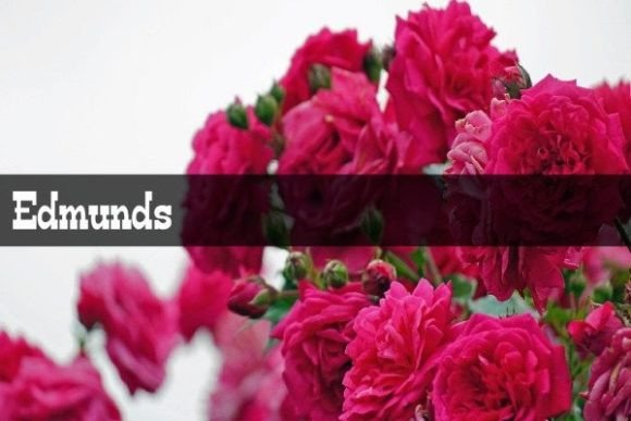 Edmunds: A Modern Display Font for Editorial Charm