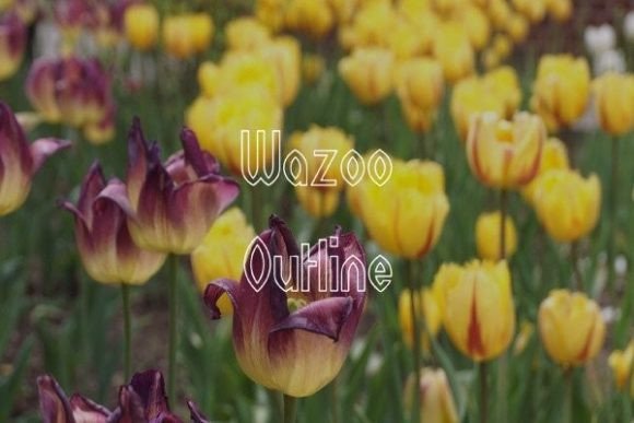 How Wazoo Outline Helped My Small Business Look More Polished